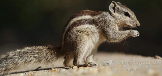 Бурундуктар туралы қызықты мәліметтер