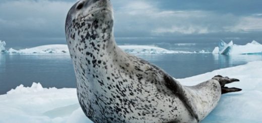 Теңіз леопардтары туралы қызықты мәліметтер