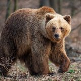 Қоңыр аюлар туралы қызықты мәліметтер