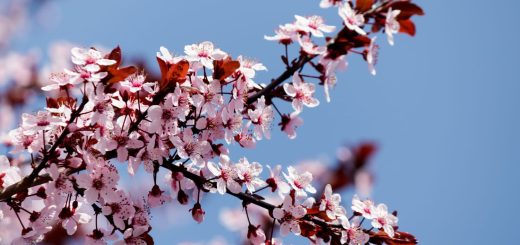 Сакура туралы қызықты мәліметтер