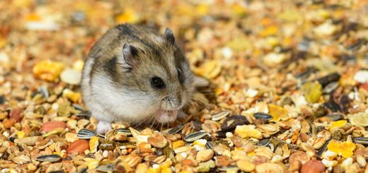 Жоңғар хомяктары туралы қызықты мәліметтер