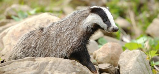 Борсықтар туралы қызықты мәліметтер