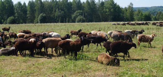 Еділбай қойлары туралы қызықты мәліметтер