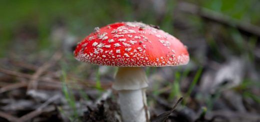 Мухоморлар туралы қызықты мәліметтер